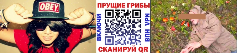 omg ONION  Дорогобуж  Галлюциногенные грибы Psilocybine cubensis  купить  цена 
